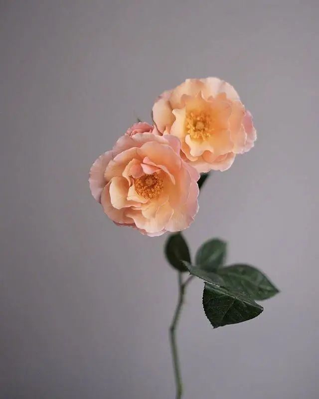 抖音上如何购买:简单又快捷的购物指南