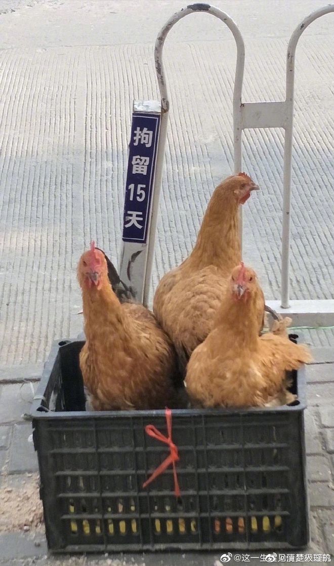 快手视频怎么置顶,轻松掌握小技巧,快速吸引更多粉丝!
