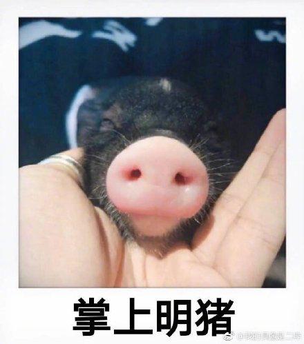 抖音如何养猪:从养殖小白到专业猪场主的秘籍