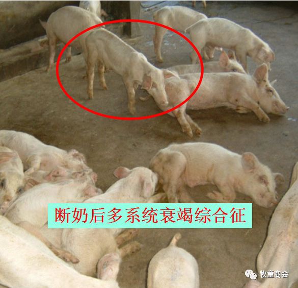 抖音如何养猪:从养殖小白到专业猪场主的秘籍